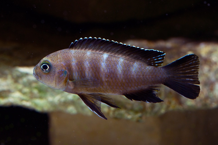 Maylandia melissa 'Chewere'